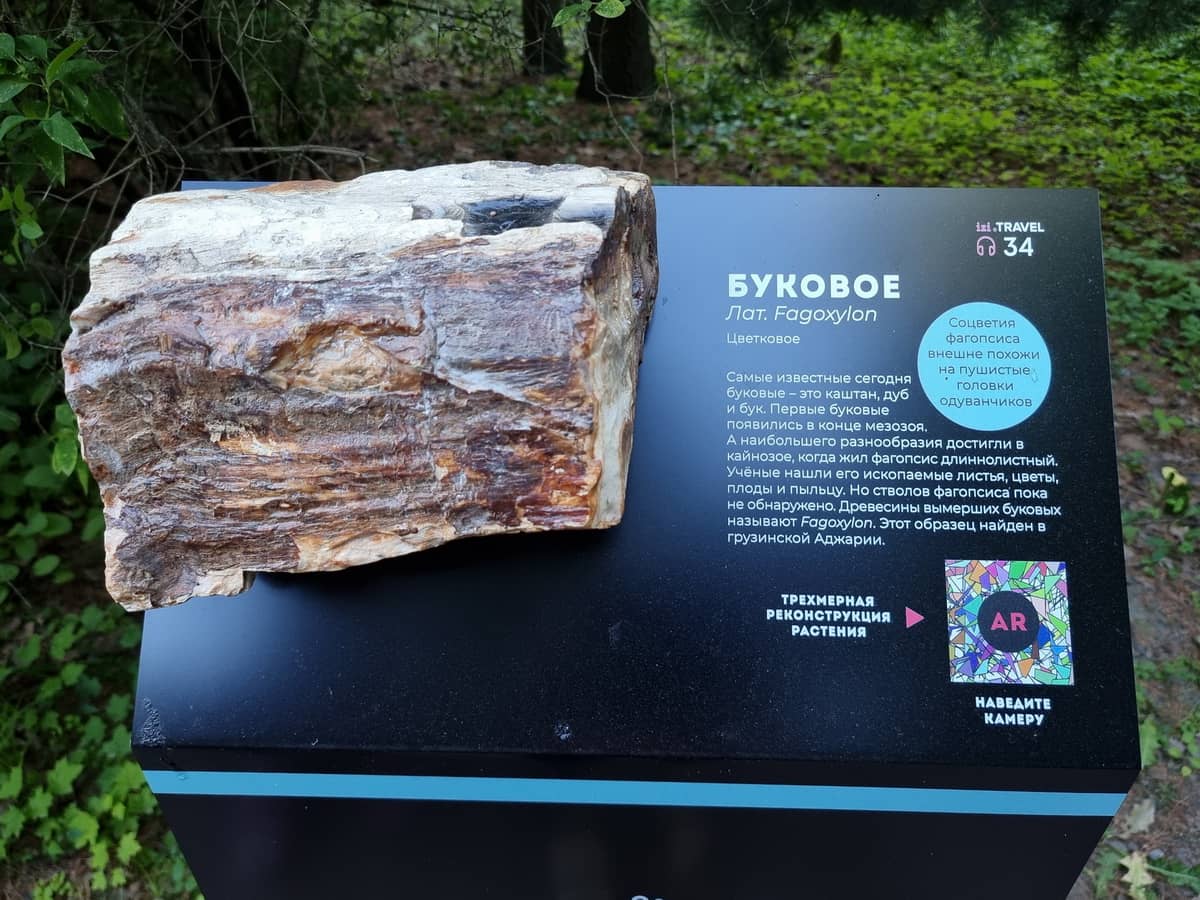 Образцы древесины в трехмерном виде