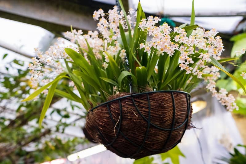 орхидея из рода Dendrobium